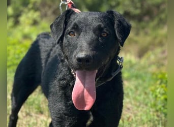 Feiner, kleiner Rüde Bono ❤️ Jagdterrier- und Kroatischer Schäfi-Mix