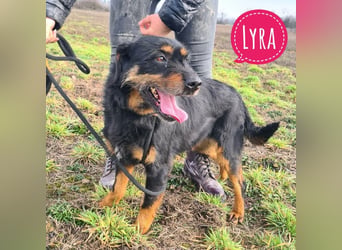 Lyra eine sehr Menschbezogene Hündin