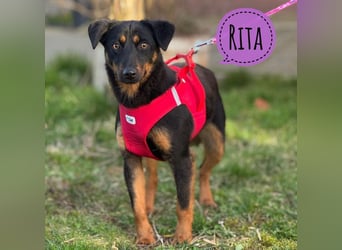 Rita eine lebensfrohe aktive Hündin