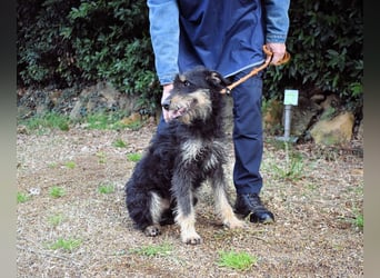 Brandyon - Kleiner Kerl mit großer Persönlichkeit part one