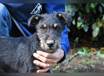 Brandyon - Kleiner Kerl mit großer Persönlichkeit part one