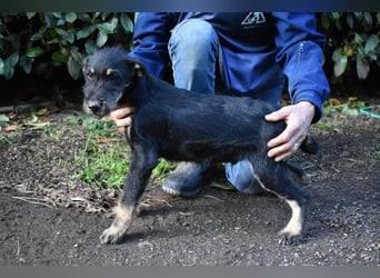 Brandyon - Kleiner Kerl mit großer Persönlichkeit part one