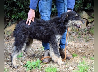 Brandyon - Kleiner Kerl mit großer Persönlichkeit part one