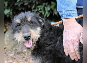 Brandyon - Kleiner Kerl mit großer Persönlichkeit part one