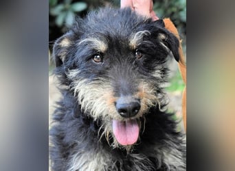 Brandyon - Kleiner Kerl mit großer Persönlichkeit part one