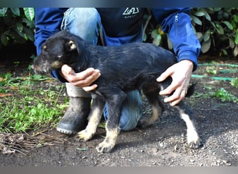 Brandyon - Kleiner Kerl mit großer Persönlichkeit part one