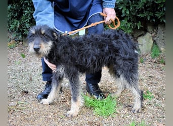 Brandyon - Kleiner Kerl mit großer Persönlichkeit part one