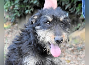 Brandyon - Kleiner Kerl mit großer Persönlichkeit part one