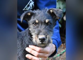 Brandyon - Kleiner Kerl mit großer Persönlichkeit part one