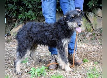 Brandyon - Kleiner Kerl mit großer Persönlichkeit part one