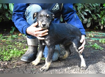 Brandyon - Kleiner Kerl mit großer Persönlichkeit part one