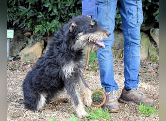 Brandyon - Kleiner Kerl mit großer Persönlichkeit part one