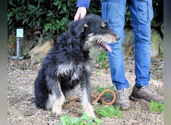 Brandyon - Kleiner Kerl mit großer Persönlichkeit part one