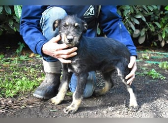 Brandyon - Kleiner Kerl mit großer Persönlichkeit part one