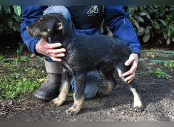 Brandyon - Kleiner Kerl mit großer Persönlichkeit part one