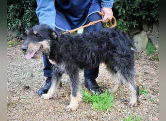 Brandyon - Kleiner Kerl mit großer Persönlichkeit part one