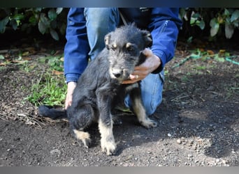 Brandyon - Kleiner Kerl mit großer Persönlichkeit part one
