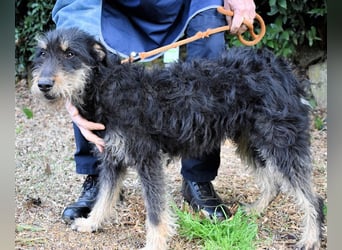 Brandyon - Kleiner Kerl mit großer Persönlichkeit part one