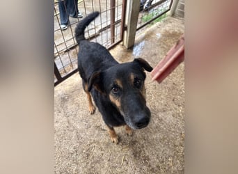 Dömi packt seine Koffer