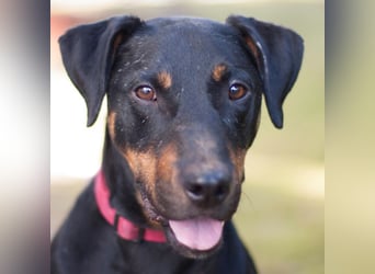 Chapi - quirliger, verschmuster Familienhund - Tierhilfe Franken e.V.
