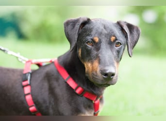Chapi - quirliger, verschmuster Familienhund - Tierhilfe Franken e.V.