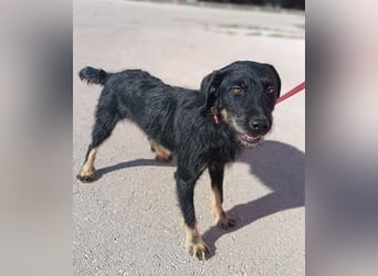 junger aktiver Terrier Mischling Garo sucht ein Zuhause oder Pflegestelle