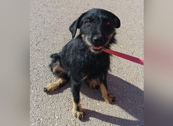 junger aktiver Terrier Mischling Garo sucht ein Zuhause oder Pflegestelle