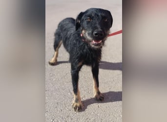 junger aktiver Terrier Mischling Garo sucht ein Zuhause oder Pflegestelle