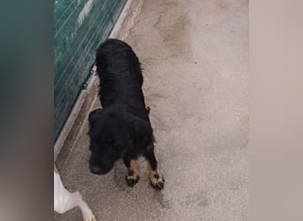 junger aktiver Terrier Mischling Garo sucht ein Zuhause oder Pflegestelle