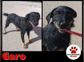 junger aktiver Terrier Mischling Garo sucht ein Zuhause oder Pflegestelle