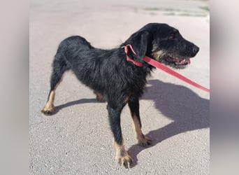 junger aktiver Terrier Mischling Garo sucht ein Zuhause oder Pflegestelle