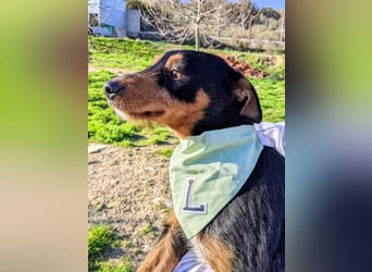 Luigi, katzenfreundlich und sehr verschmust