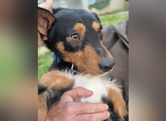 Luigi, katzenfreundlich und sehr verschmust