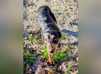 Luigi, katzenfreundlich und sehr verschmust