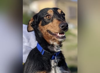 Luigi, katzenfreundlich und sehr verschmust