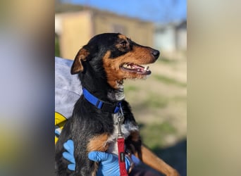 Luigi, katzenfreundlich und sehr verschmust