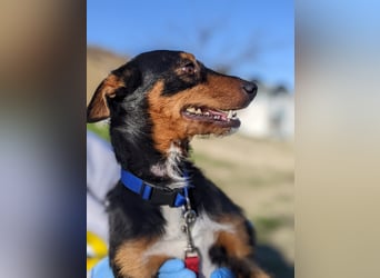 Luigi, katzenfreundlich und sehr verschmust