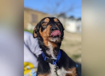 Luigi, katzenfreundlich und sehr verschmust