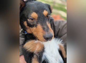 Luigi, katzenfreundlich und sehr verschmust