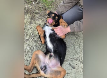 Luigi, katzenfreundlich und sehr verschmust