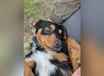 Luigi, katzenfreundlich und sehr verschmust