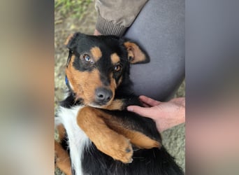 Luigi, katzenfreundlich und sehr verschmust