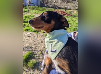 Luigi, katzenfreundlich und sehr verschmust