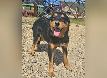 Joschi 43cm geb. 06/2024 Deutscher Jagdterrier Mischling