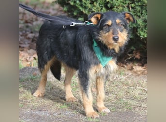 Joschi 43cm geb. 06/2024wartet in 38539 Müden/Aller