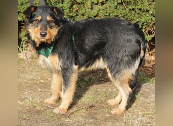 Joschi 43cm geb. 06/2024wartet in 38539 Müden/Aller