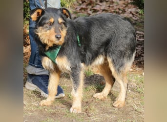 Joschi 43cm geb. 06/2024wartet in 38539 Müden/Aller