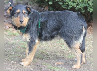 Joschi 43cm geb. 06/2024wartet in 38539 Müden/Aller