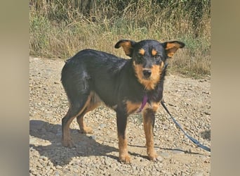 Joschi 43cm geb. 06/2024 Deutscher Jagdterrier Mischling
