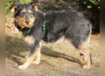 Joschi 43cm geb. 06/2024wartet in 38539 Müden/Aller